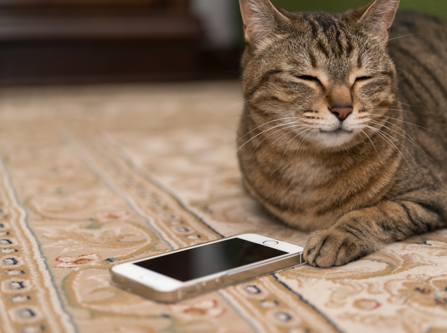 猫のいる生活