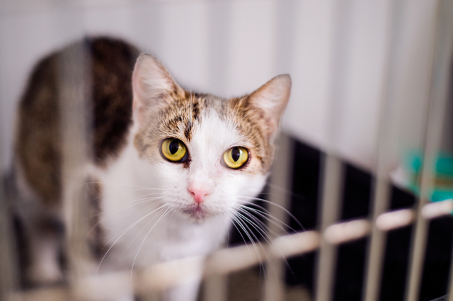 Close up of a little cat in cage