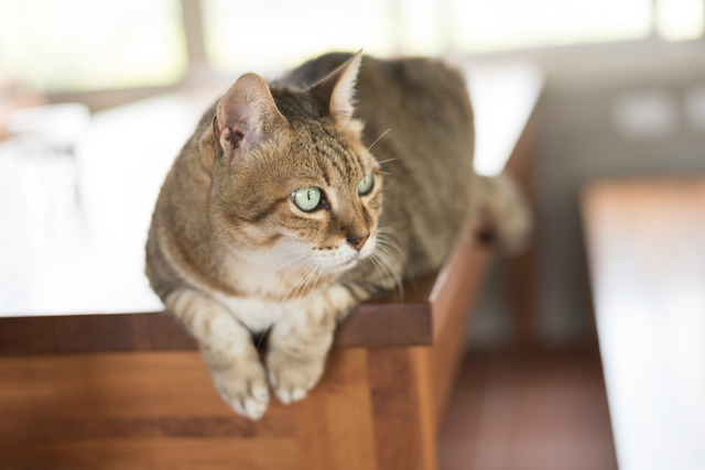 domestic tabby cat