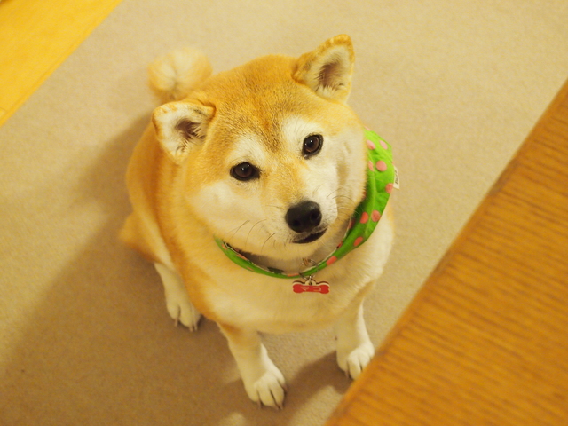 犬　吠える　どうして　なぜ