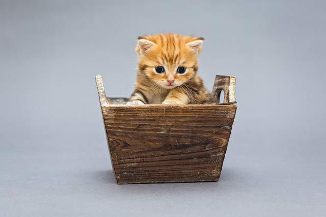 Little kitten  sits in a wooden box