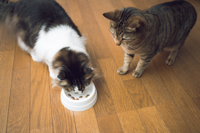 猫