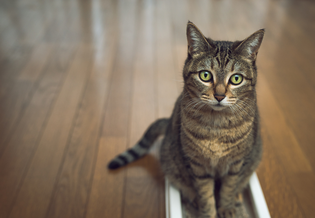 ねこ