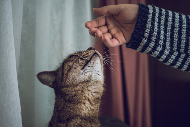 猫