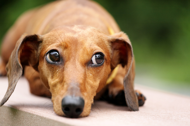 dachshund dog in park