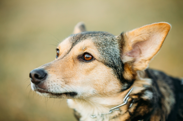 Brown Dog Head Close Up Portrait