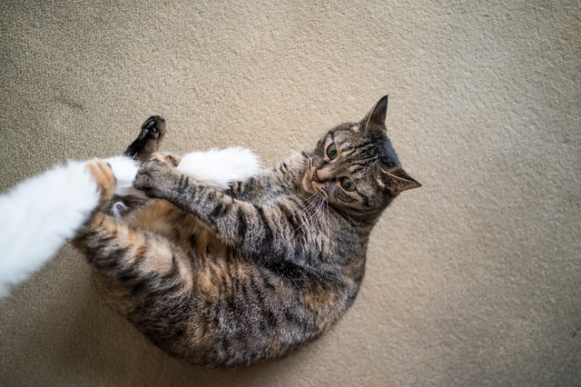 toy3