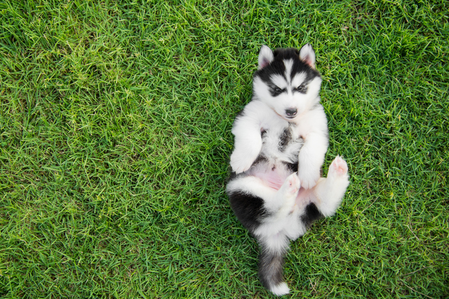 Cute siberian husky puppy lying