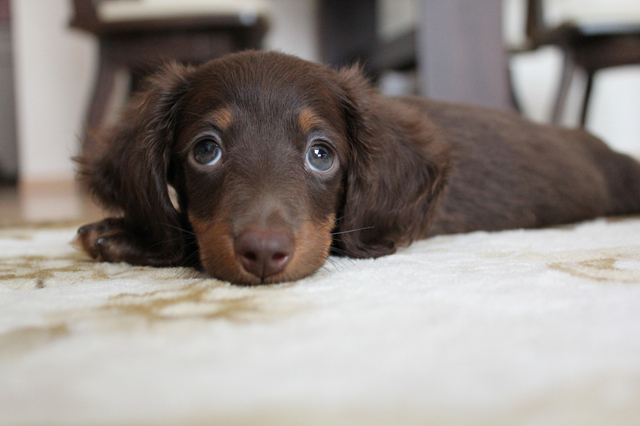 choco1
