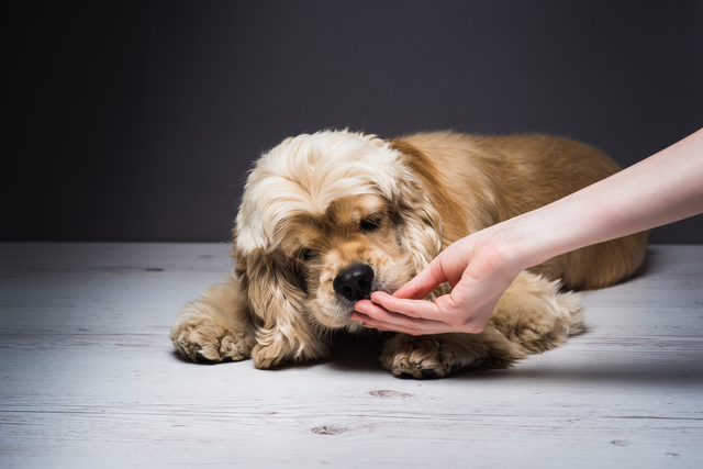 Female hand feeding a dog