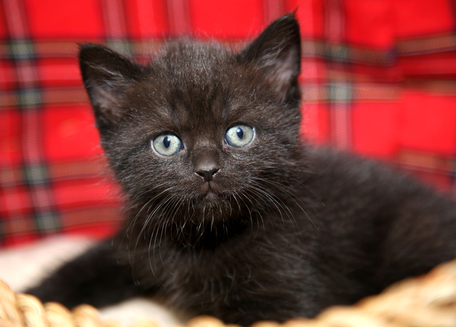 Funny baby cat kitten in wicker basket