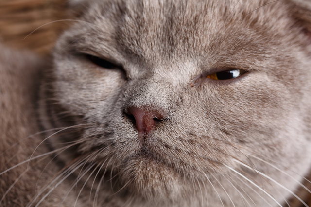 portrait of gray cat with yellow eyes Scottish Fold