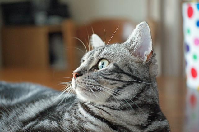 SONY DSC