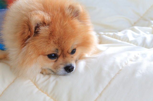 cute pet in house, pomeranian grooming dog wear clothes on bed a