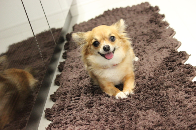犬　アイコンタクト　意味