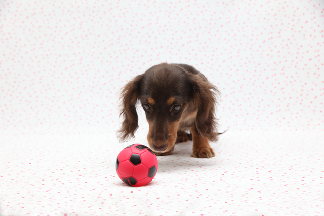 犬　おもちゃ　ランキング