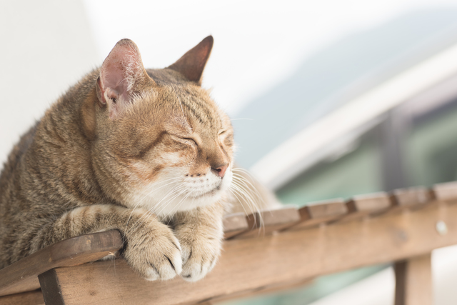 猫　梅雨　温度設定