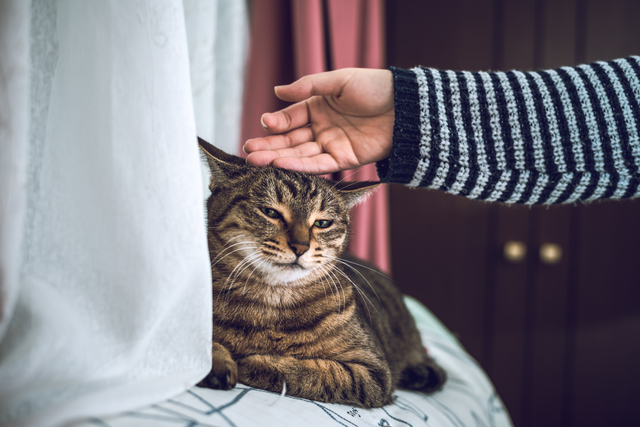 犬　猫　ペット　適切な距離
