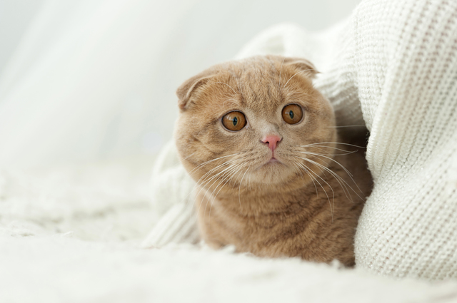 猫　年齢
