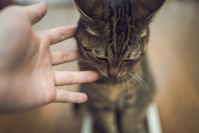 猫　耳　熱い