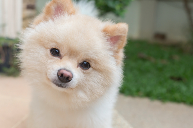 pomeranian small dog cute pets friendly in home