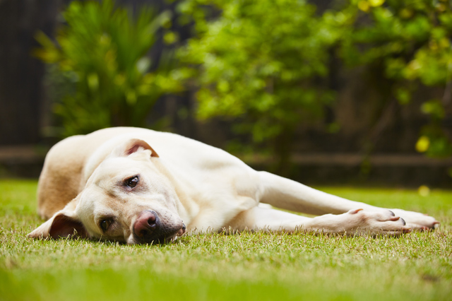 Tired dog