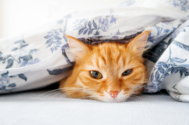 Cute ginger cat lying in bed under a blanket. Fluffy pet comfort