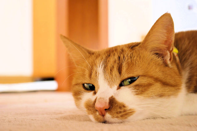 猫　おやつ　あげかた