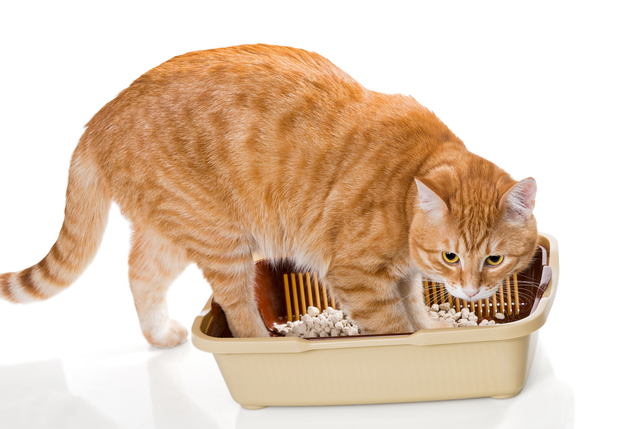 Cat and plastic toilet