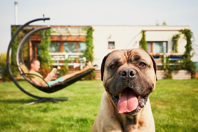 Image result for mastiff 犬 愛らしい