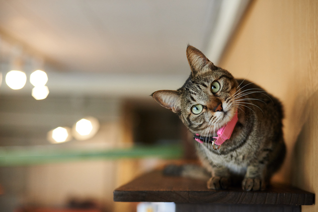 犬　猫　アイコンタクト　意味