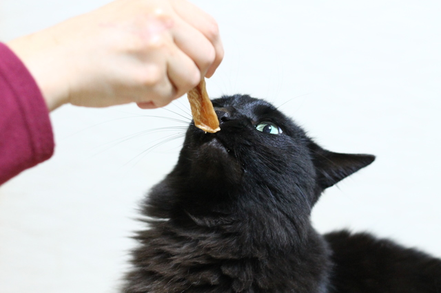 猫　おやつ
