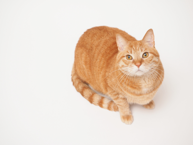 inaba 猫　チュール　ちゅ〜る