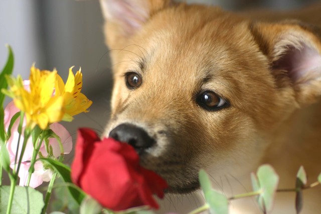 smell1