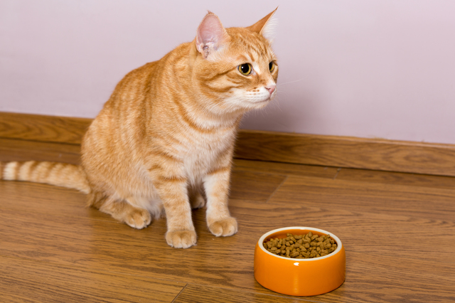 Red cat and bowl of dry food