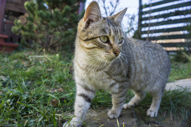 Cat walking on a fence.