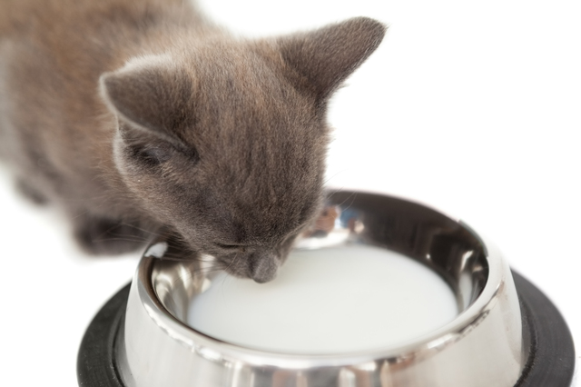 Grey kitten drinking up milk in a bowl on white background