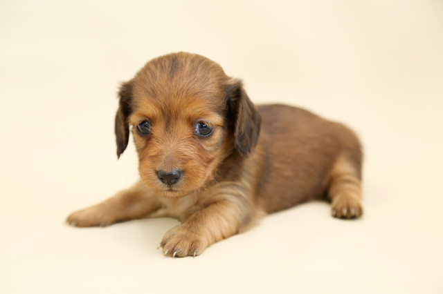 犬　たれ耳