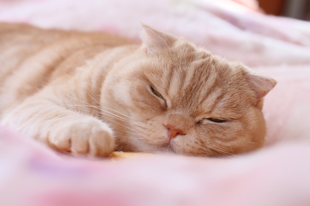 猫　梅雨　眠くなる理由