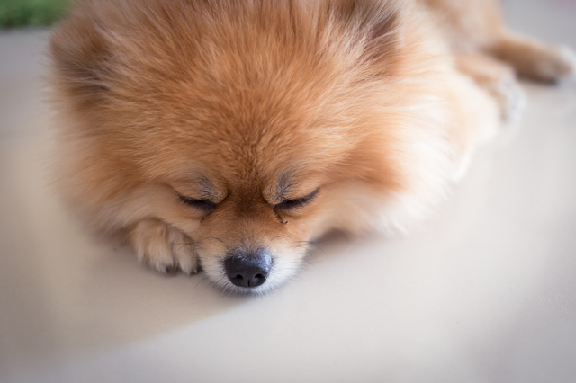pomeranian dog cute pets in home