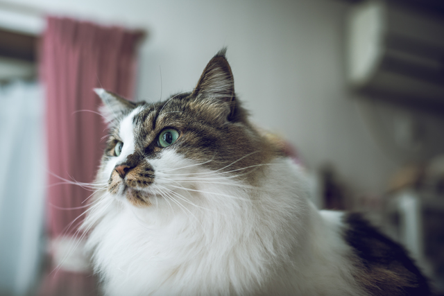 猫