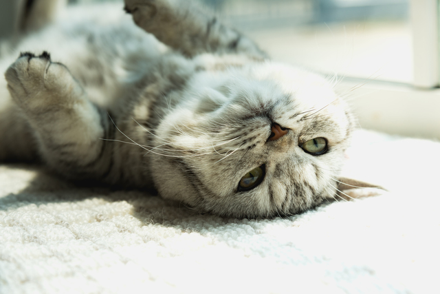 猫　梅雨　眠る　理由