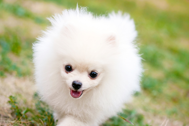 犬　ブラッシング　必要