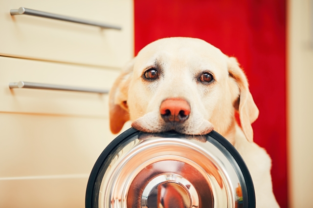 犬　吠える　理由
