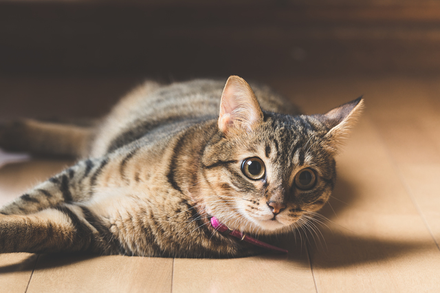 猫　口臭　巨大結腸症