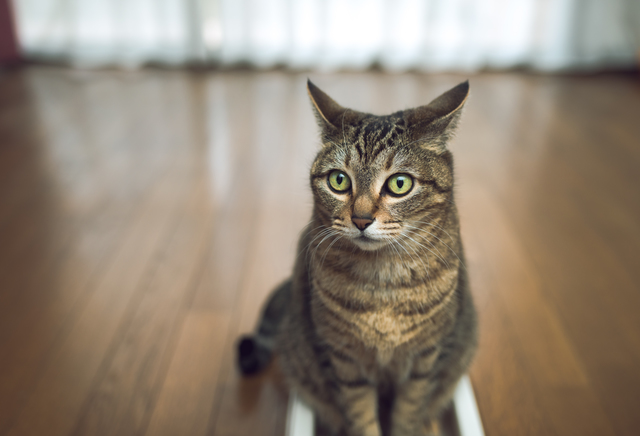 猫　おしっこ　布団　理由