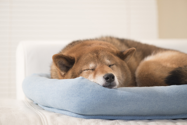 犬　ストレスサイン　対策