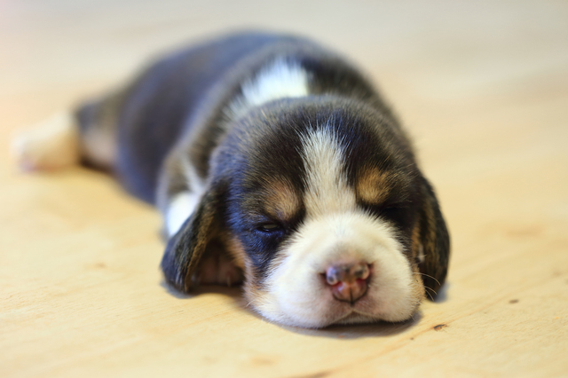 子犬　夜鳴き