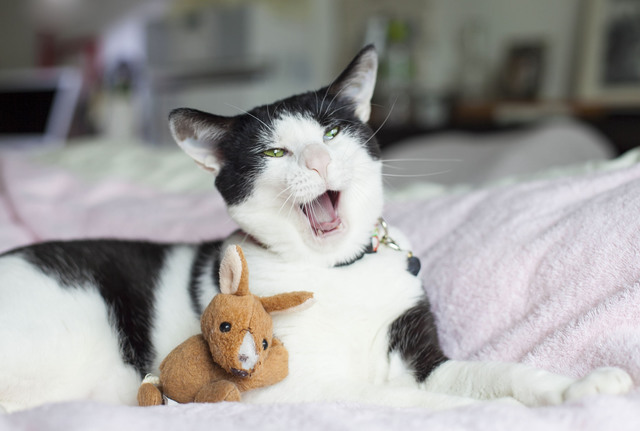 猫　フレーメン反応