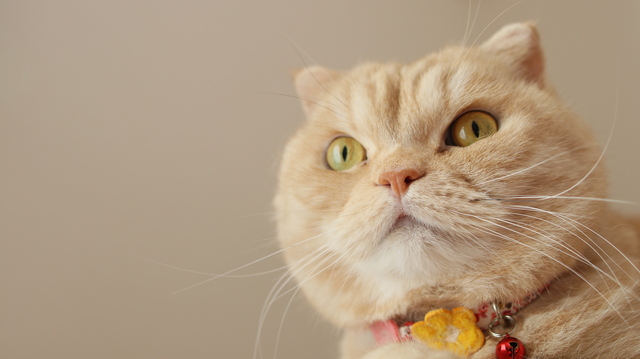 猫　変顔